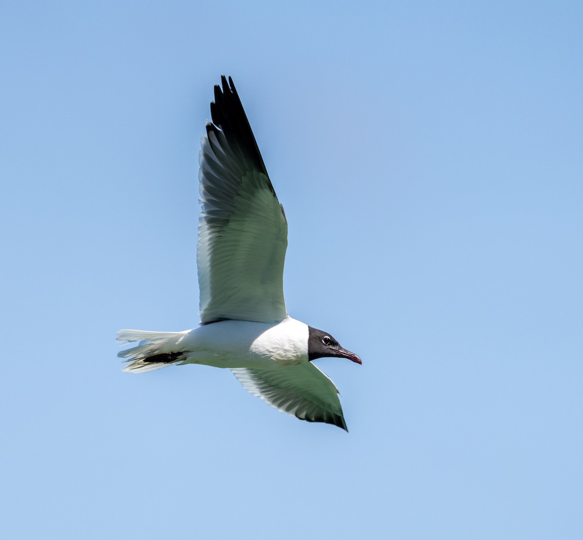 Laughing Gull - ML638445662
