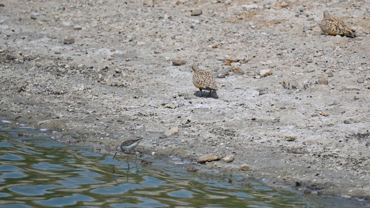 Marsh Sandpiper - ML638445684