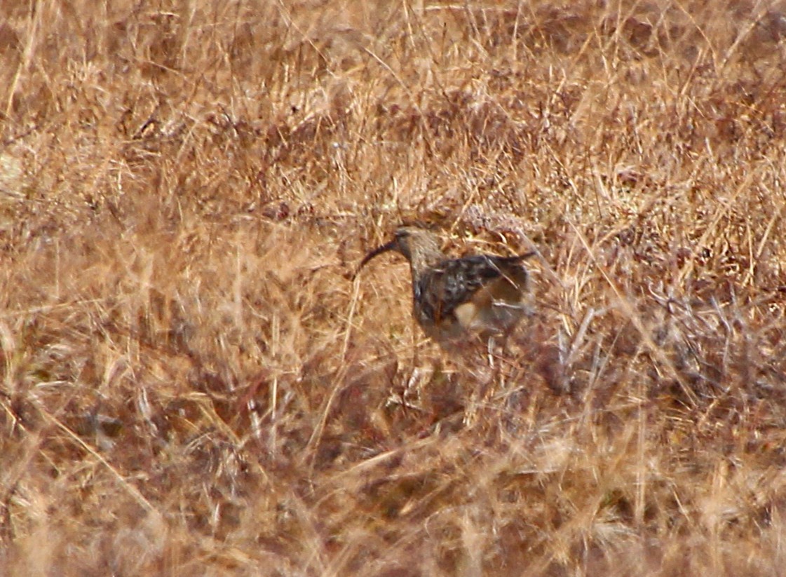 Bristle-thighed Curlew - ML638445696
