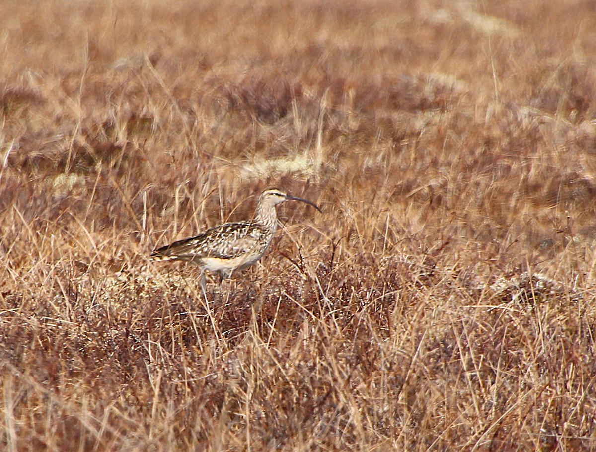 Bristle-thighed Curlew - ML638445697