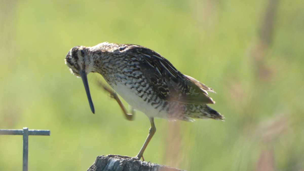 Wilson's Snipe - ML638445699