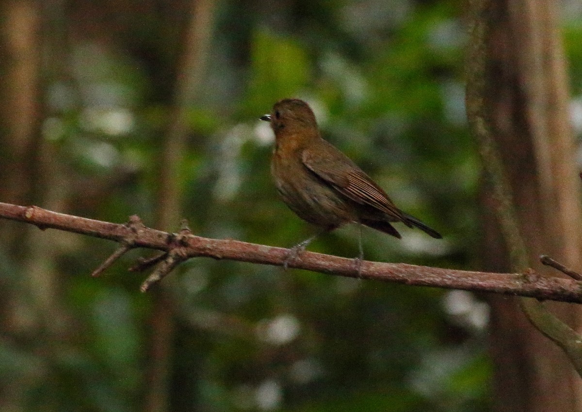 White-tailed Robin (White-tailed) - ML638445752