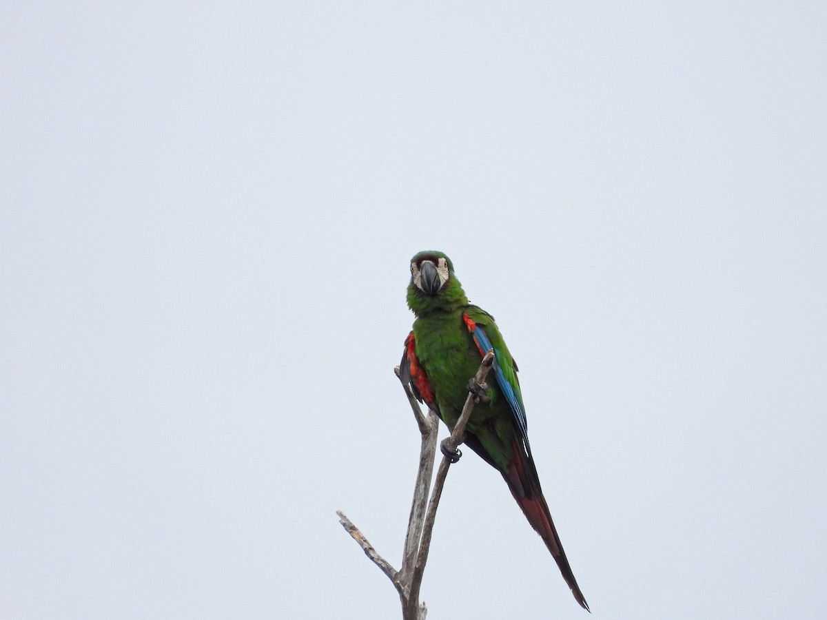 Chestnut-fronted Macaw - ML638445773