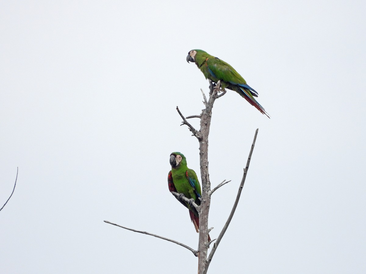 Chestnut-fronted Macaw - ML638445774