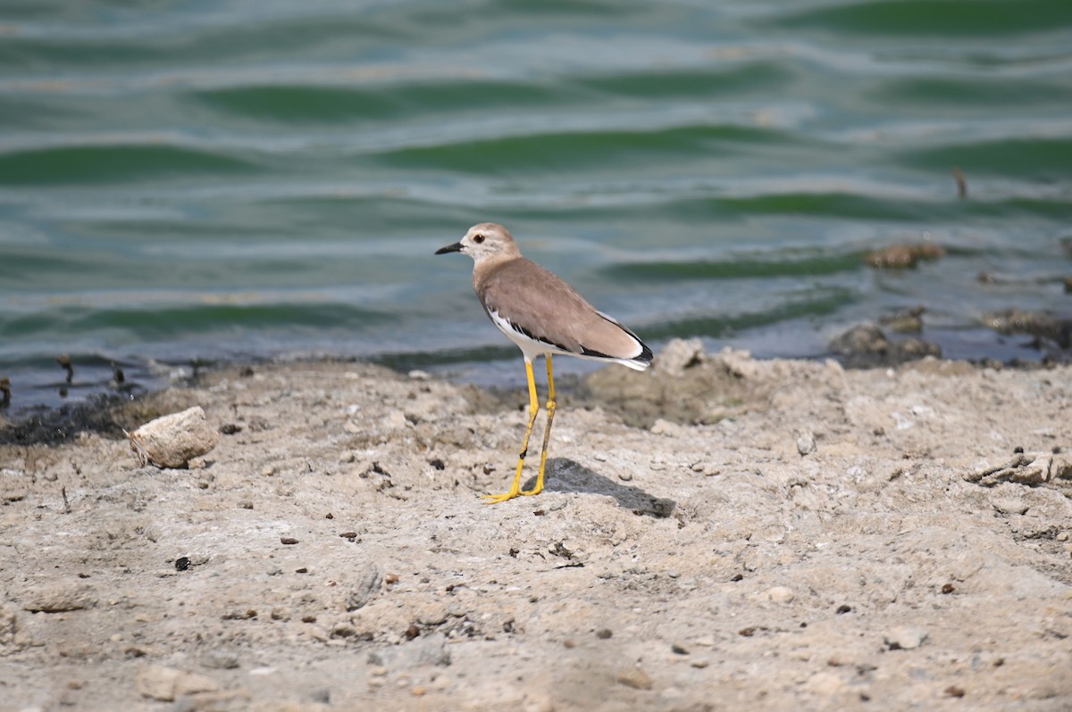 White-tailed Lapwing - ML638445777