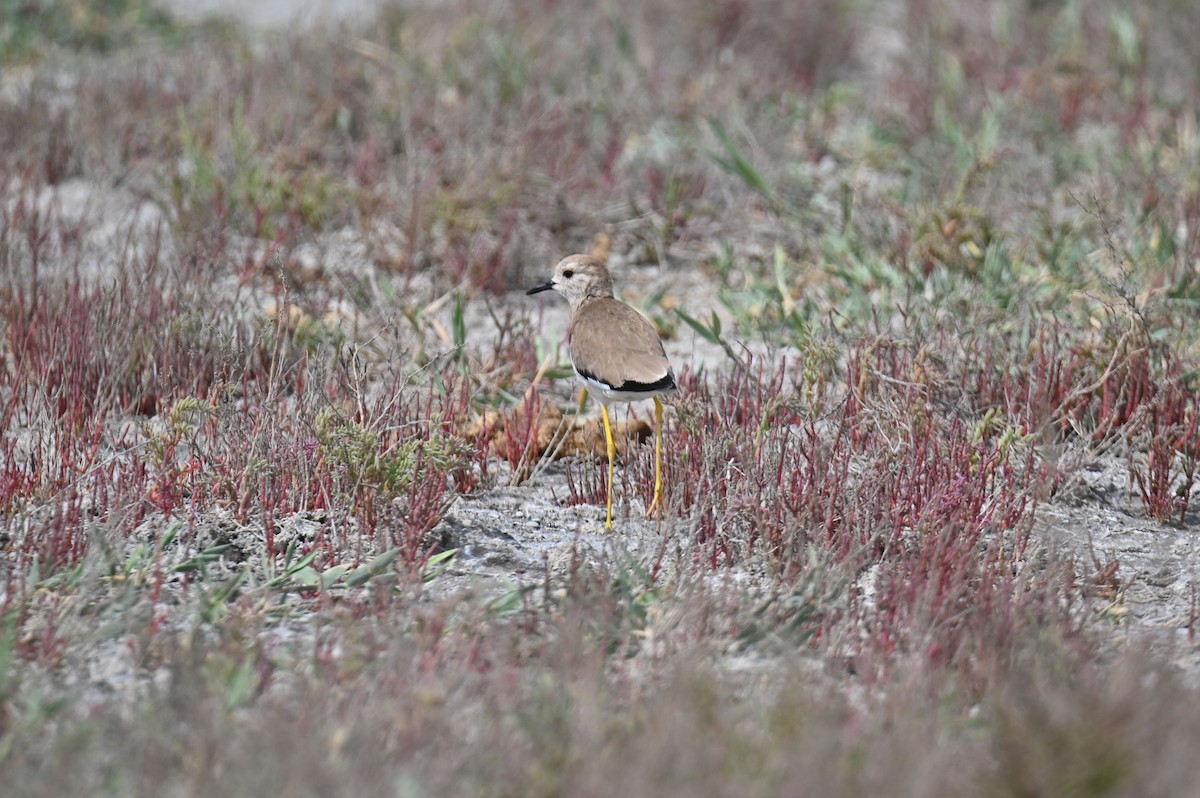 White-tailed Lapwing - ML638445786