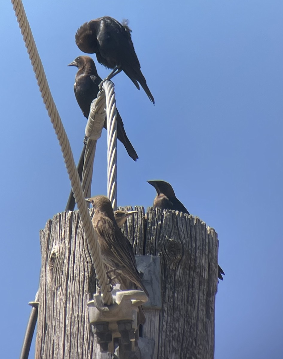 Brown-headed Cowbird - ML638445801