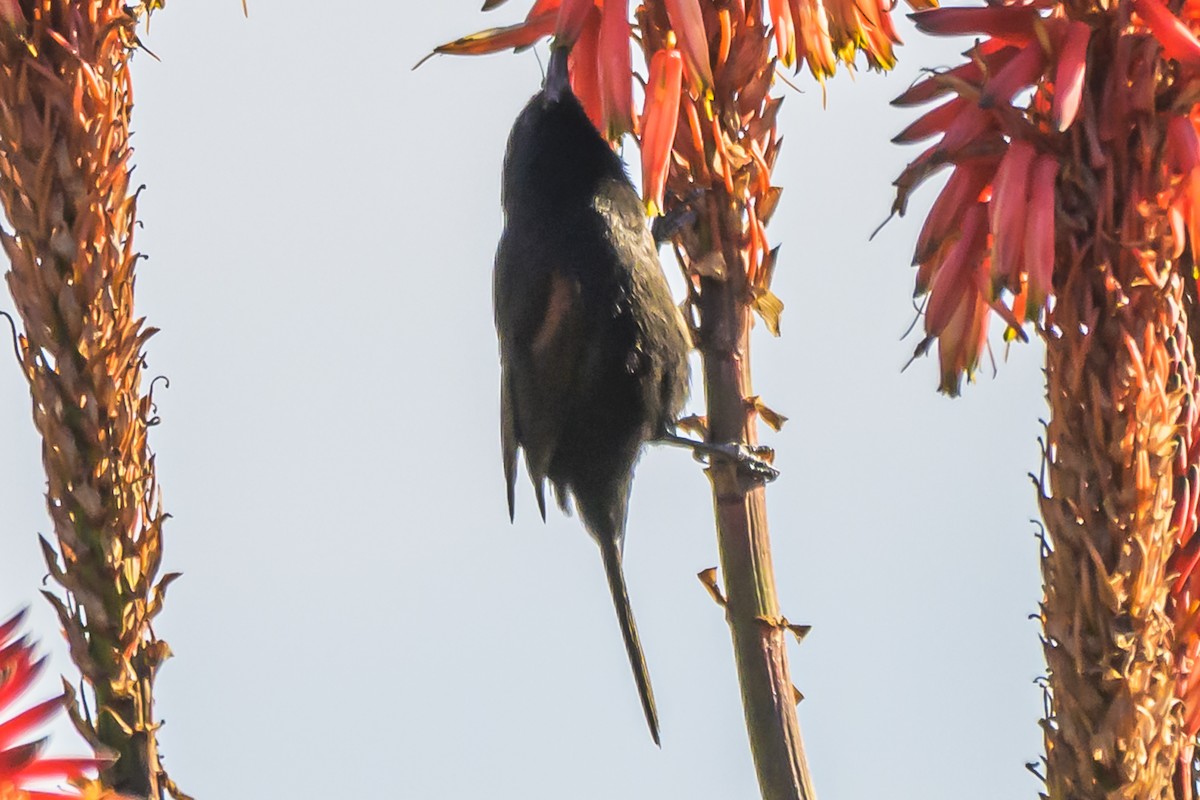 Variable Oriole - ML638445872