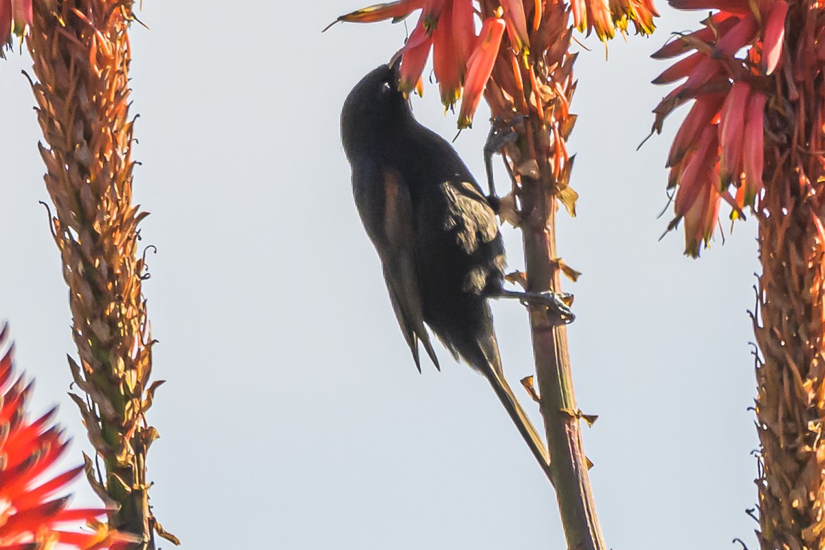 Variable Oriole - ML638445875