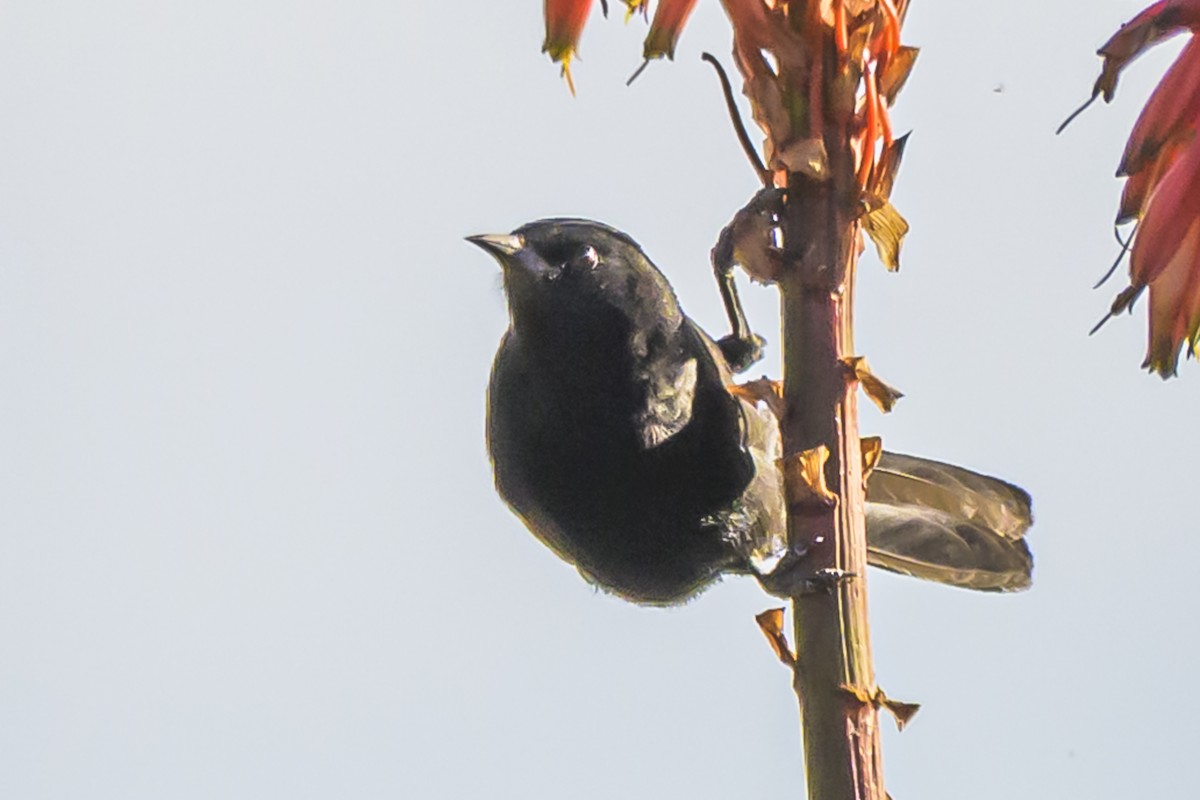 Variable Oriole - ML638445881