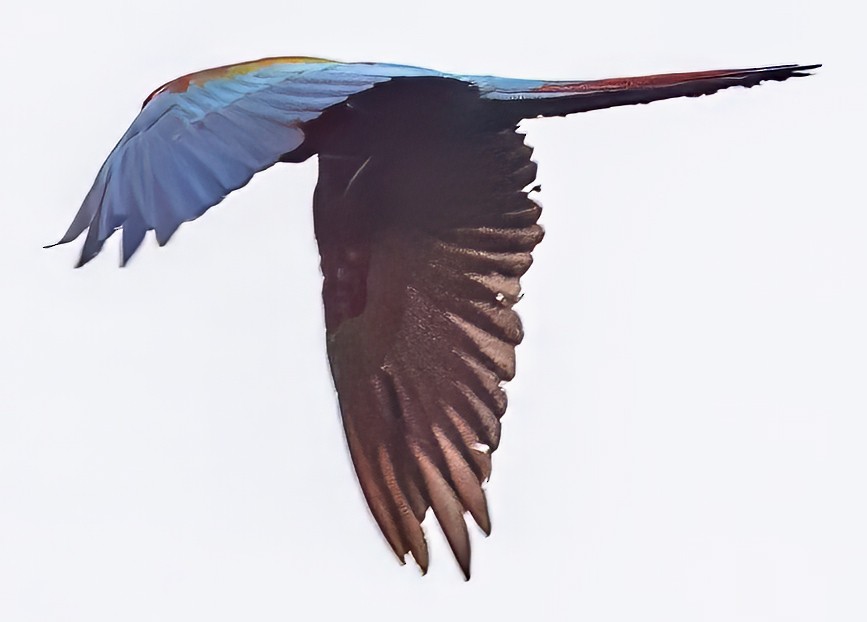 Red-and-green Macaw - ML638445904
