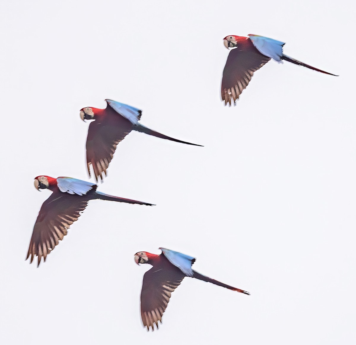 Red-and-green Macaw - ML638445905