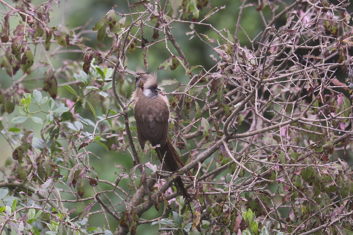 Speckled Mousebird - ML638445956