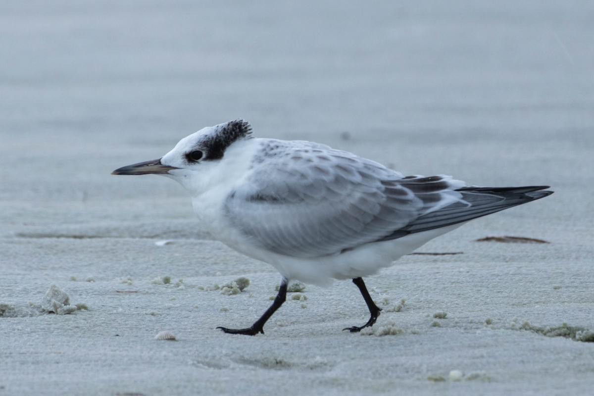 Sandwich Tern - ML638445970