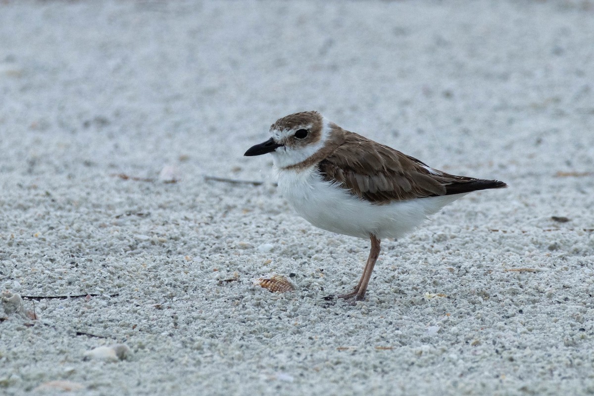 Wilson's Plover - ML638445977