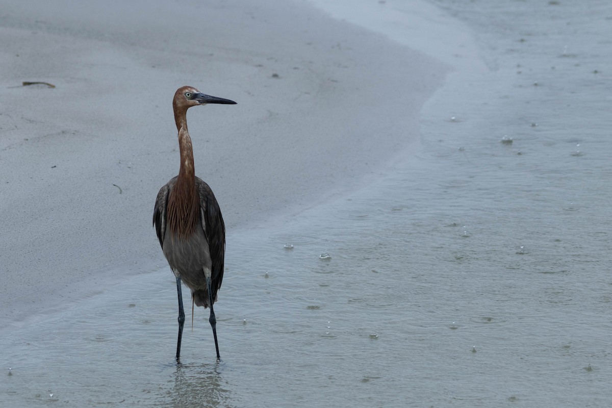 Reddish Egret - ML638445981