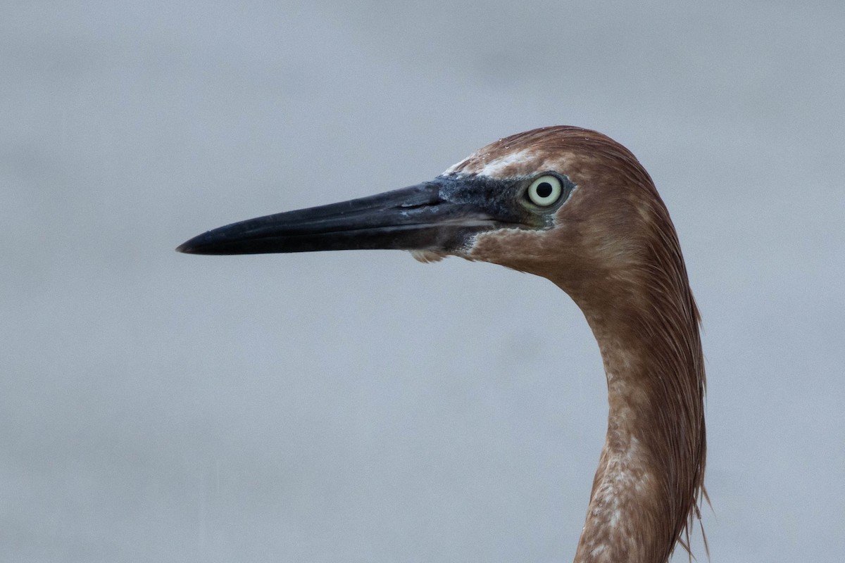 Reddish Egret - ML638445986