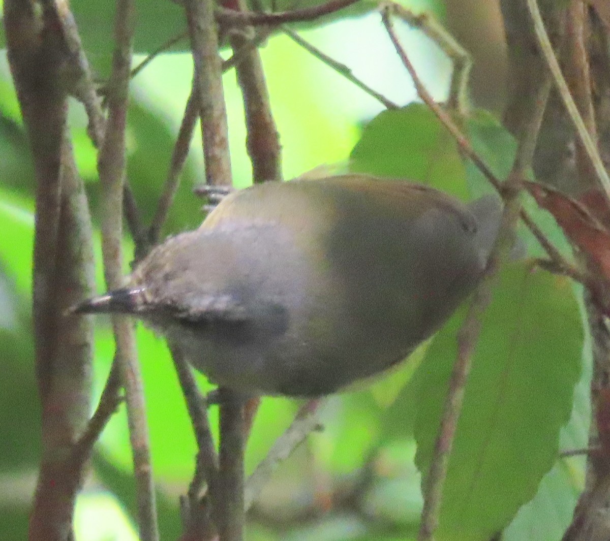 Plain Antvireo - ML638445998