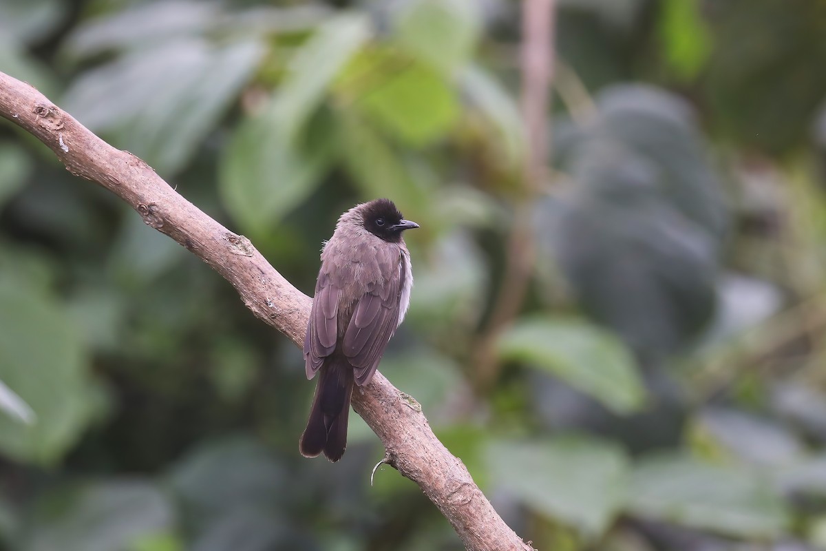 Bulbul des jardins - ML638446007