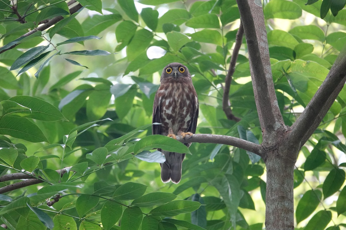 Brown Boobook - ML638446056