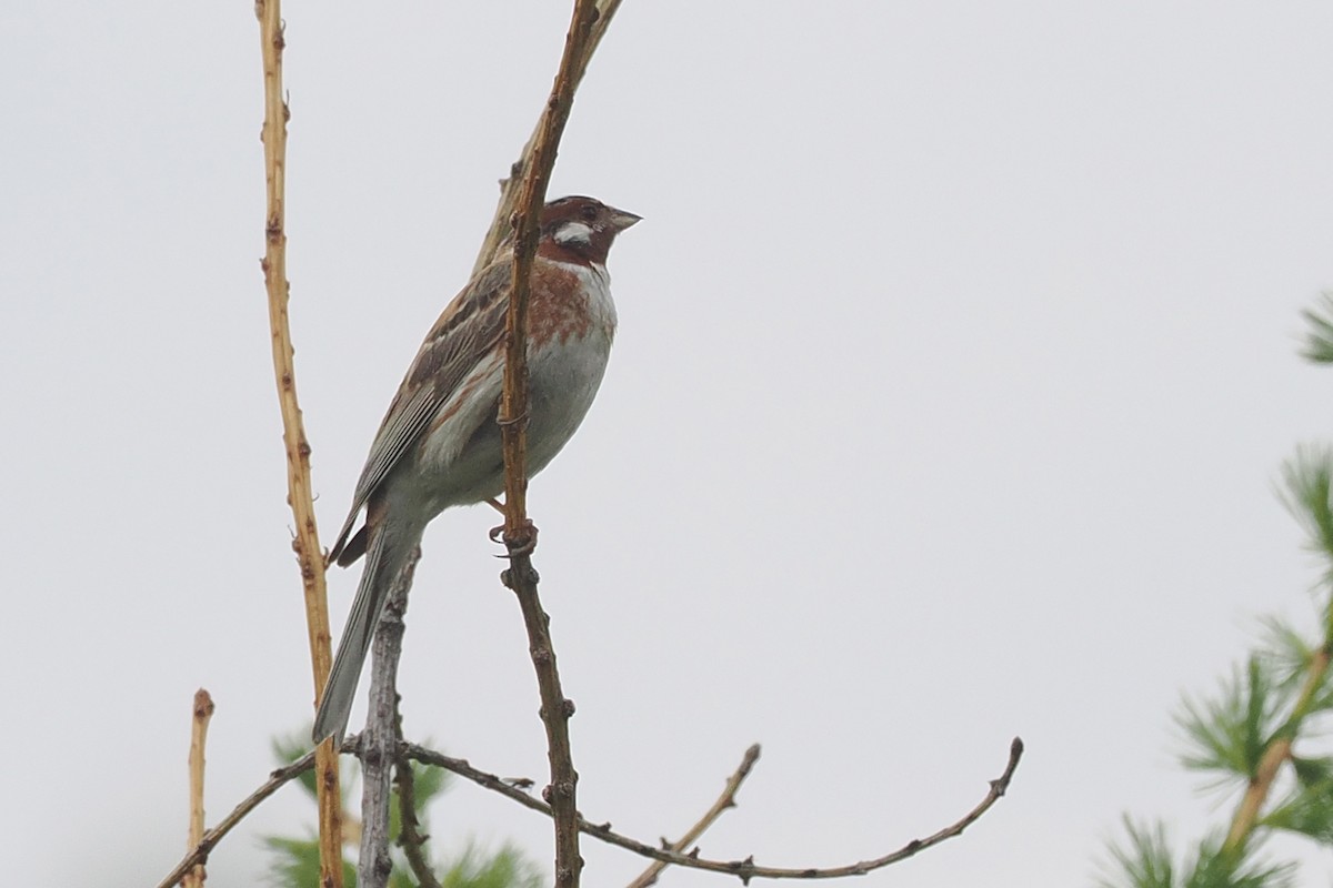 Pine Bunting - ML638446075