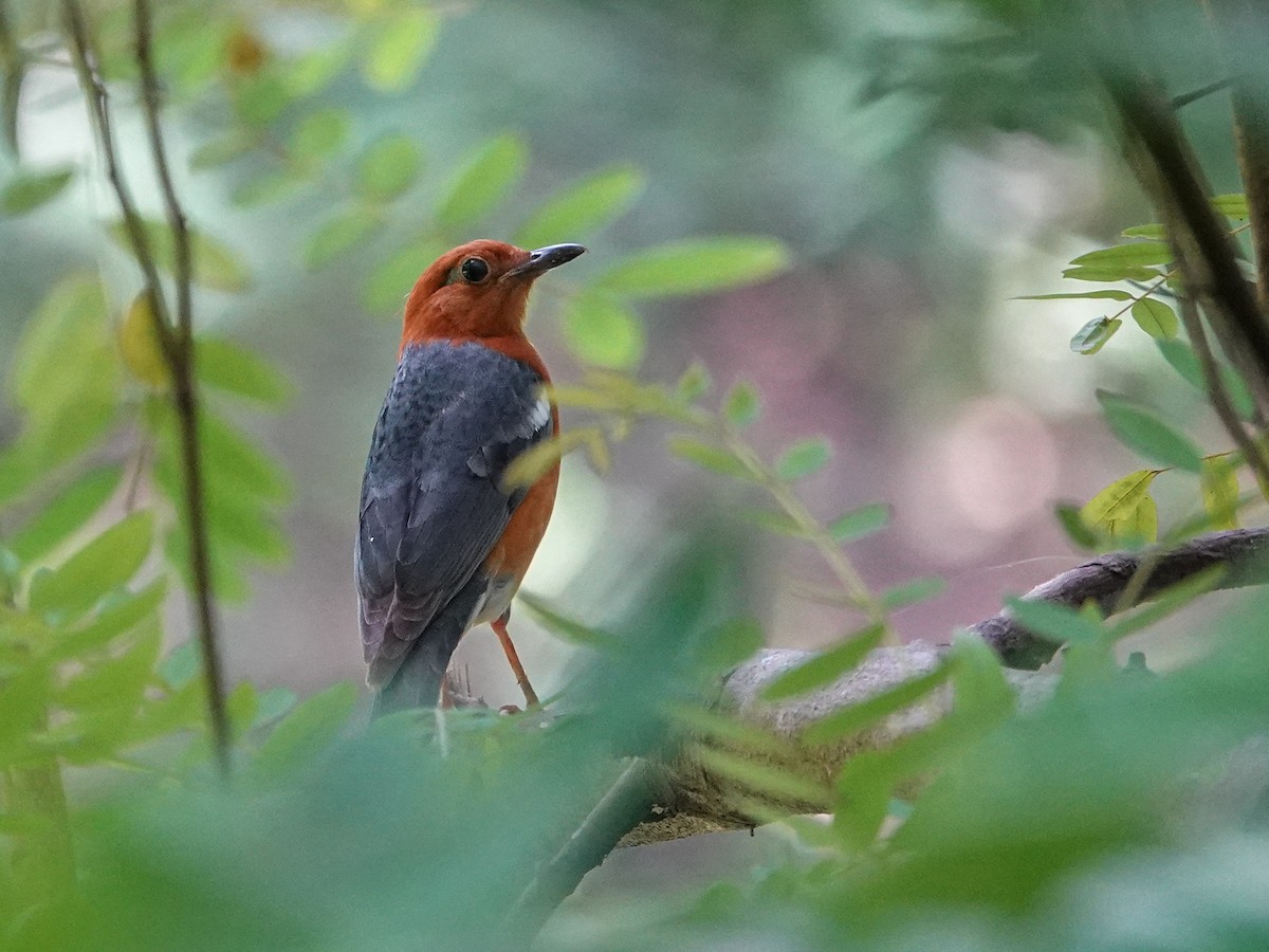 Orange-headed Thrush - ML638446086