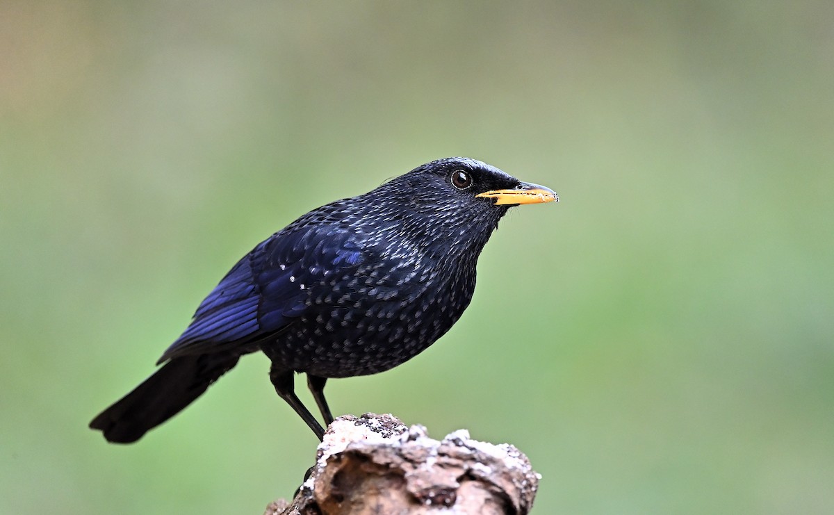 Blue Whistling-Thrush - ML638446093