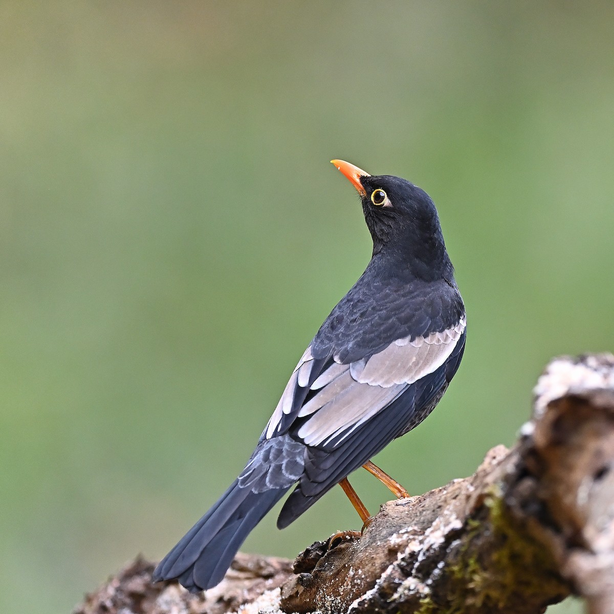 Gray-winged Blackbird - ML638446108