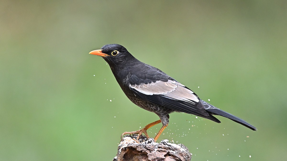 Gray-winged Blackbird - ML638446109