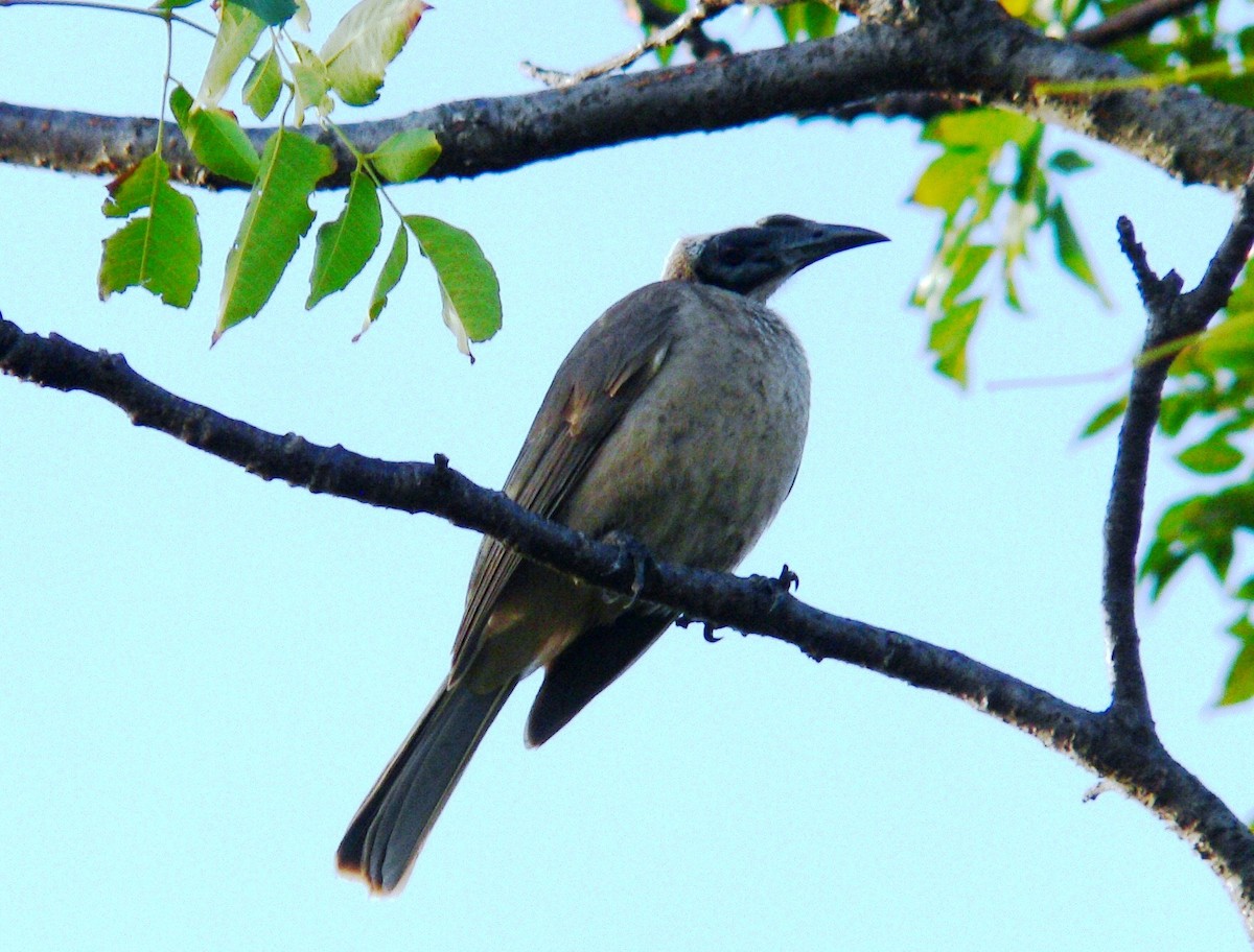 Silver-crowned Friarbird - ML63844611