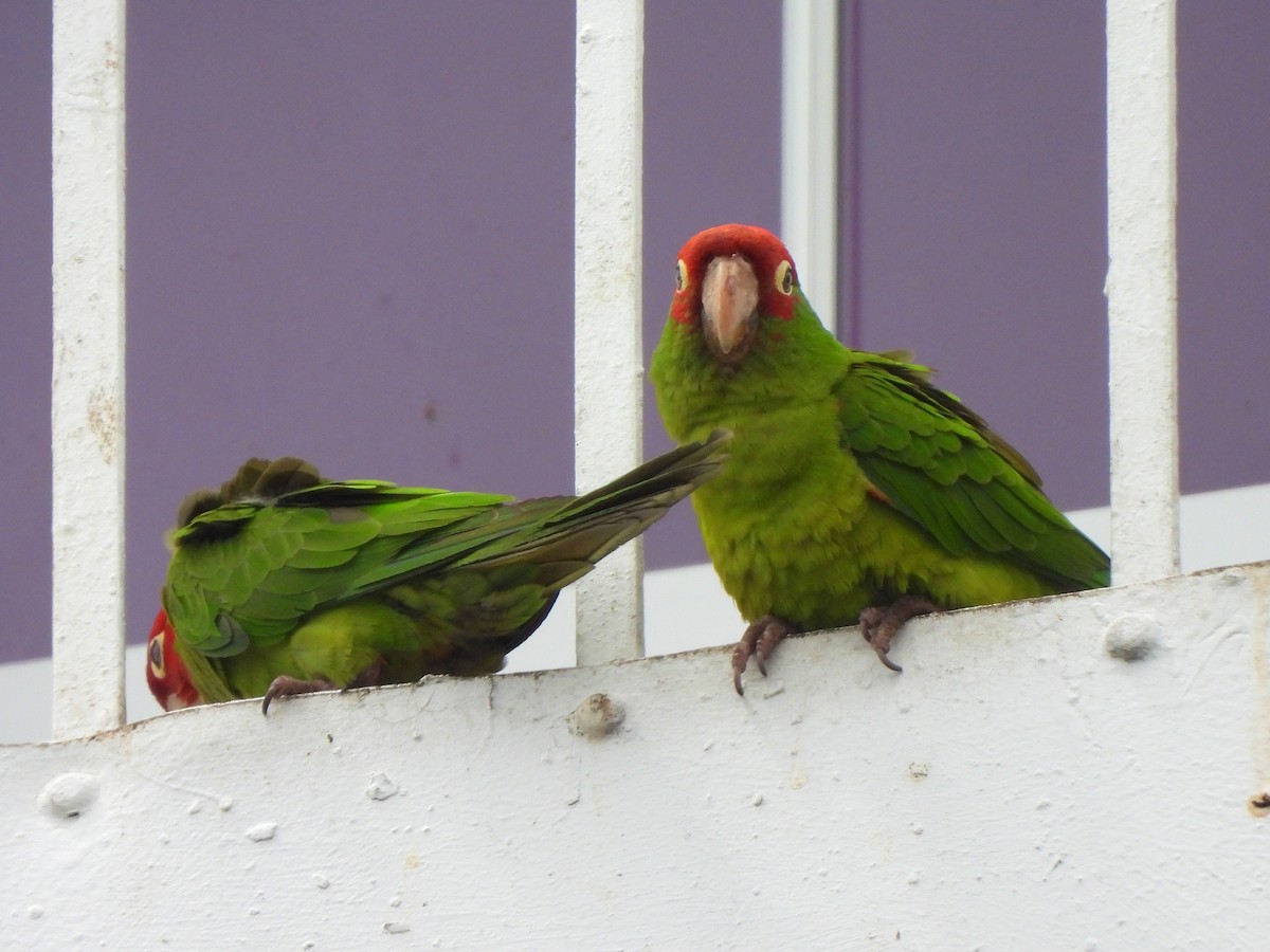 Red-masked Parakeet - ML638446112