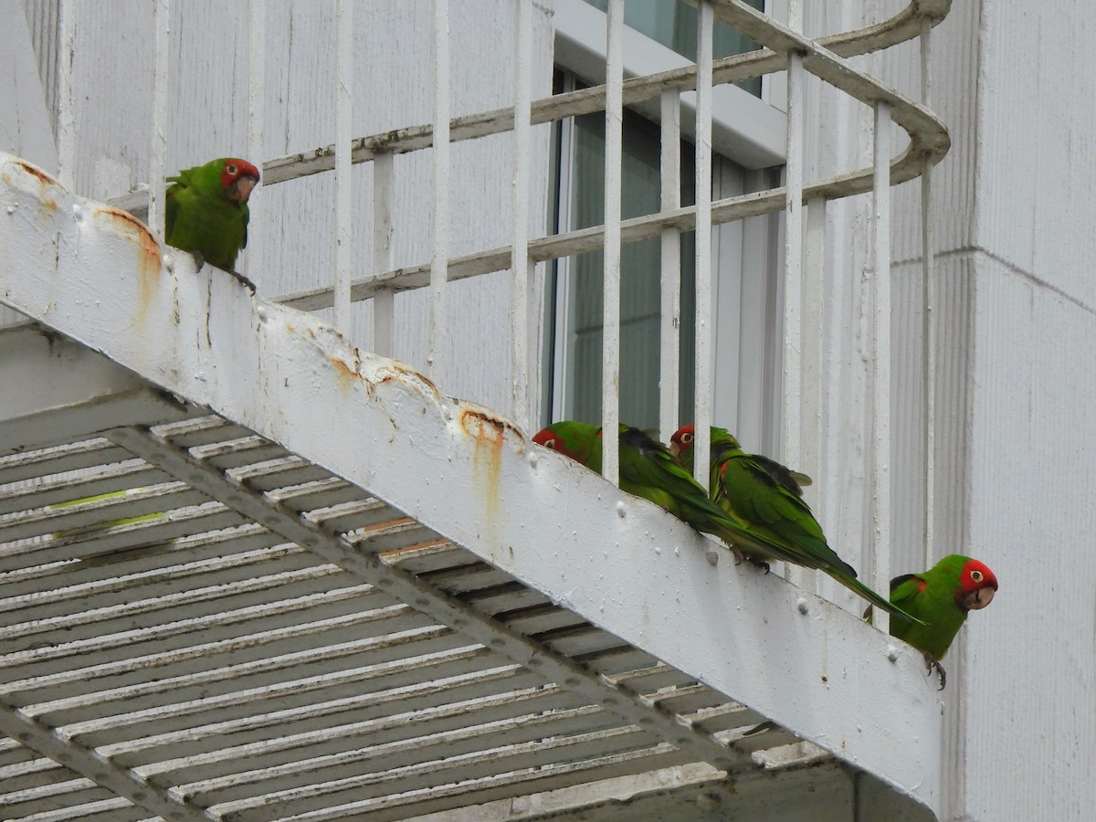 Red-masked Parakeet - ML638446113