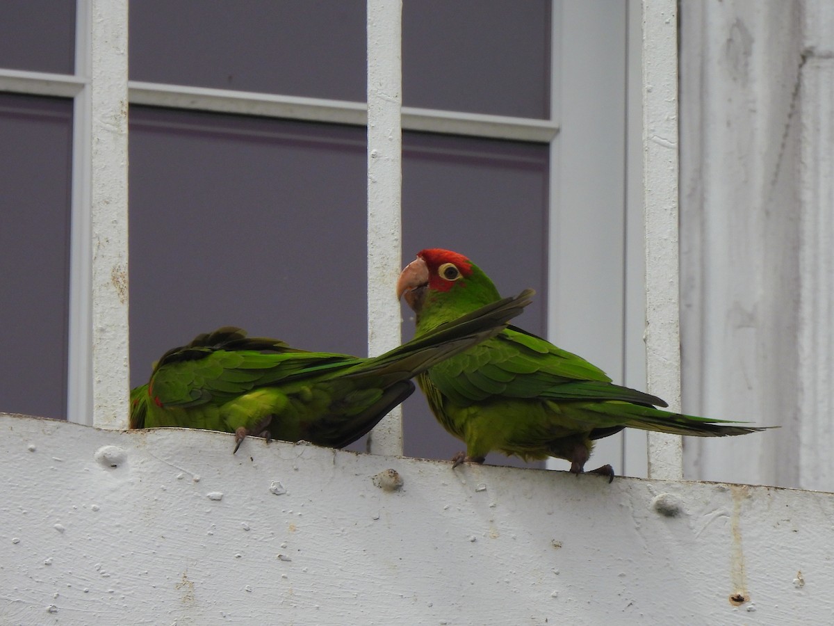 Red-masked Parakeet - ML638446114
