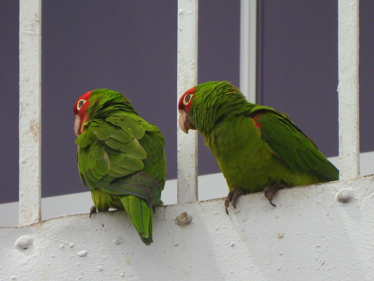 Red-masked Parakeet - ML638446115