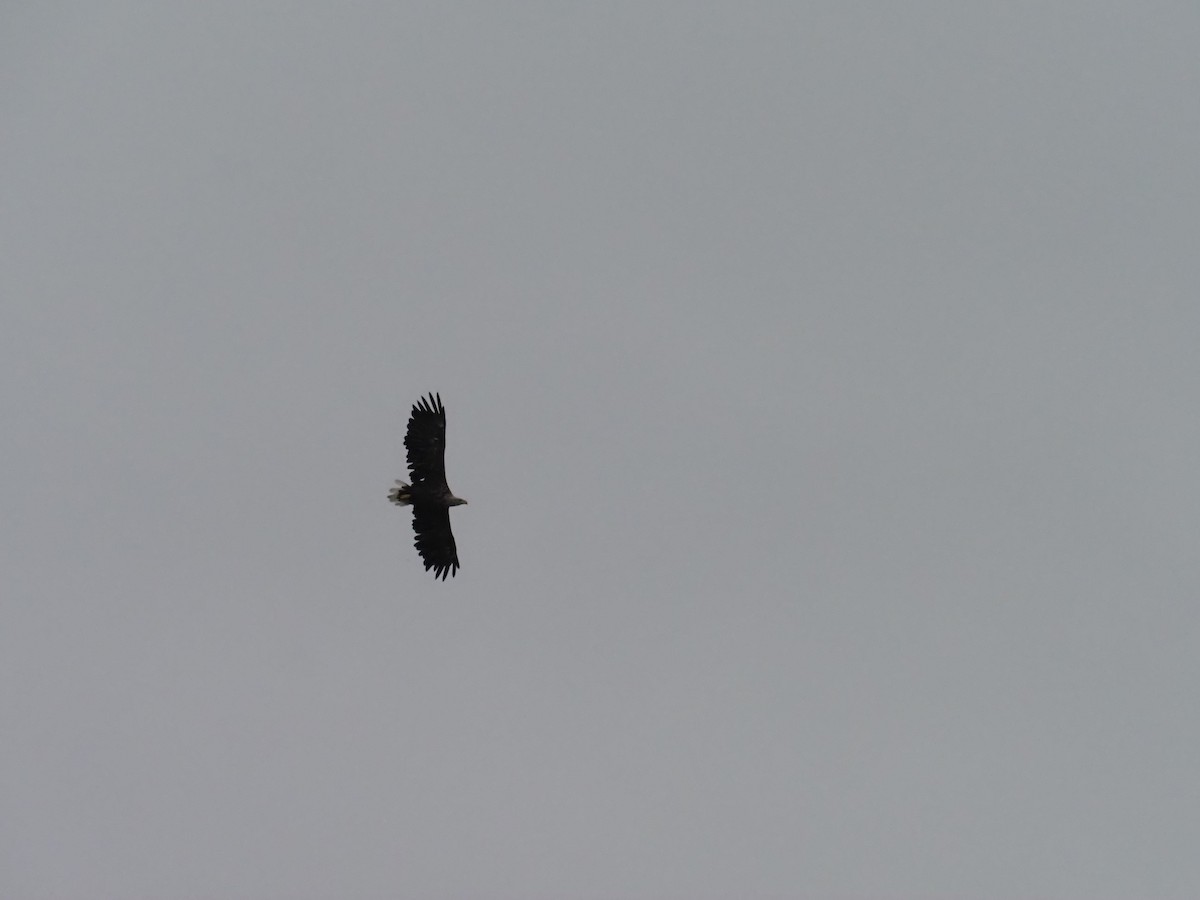 White-tailed Eagle - ML638446116