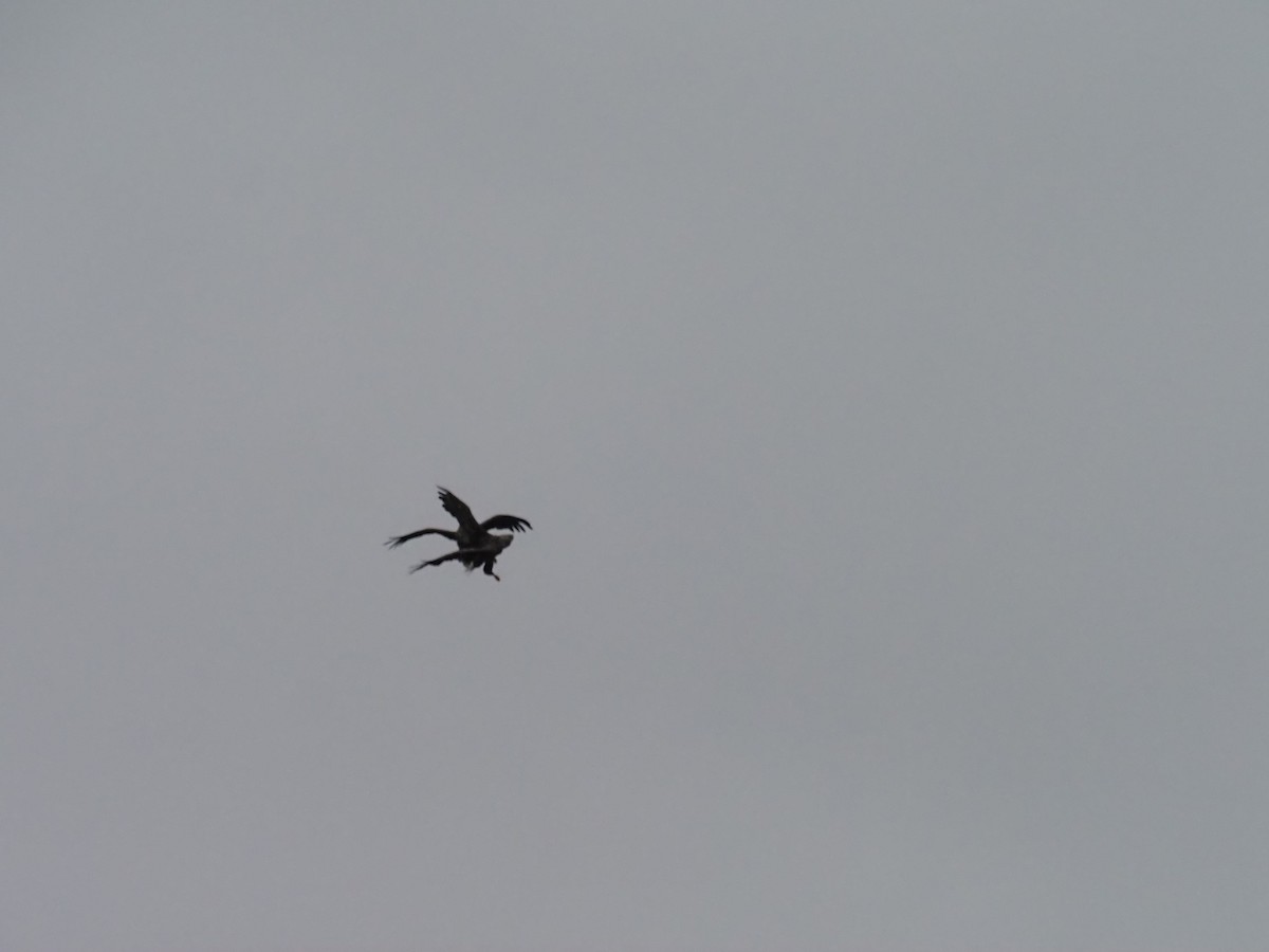 White-tailed Eagle - ML638446117