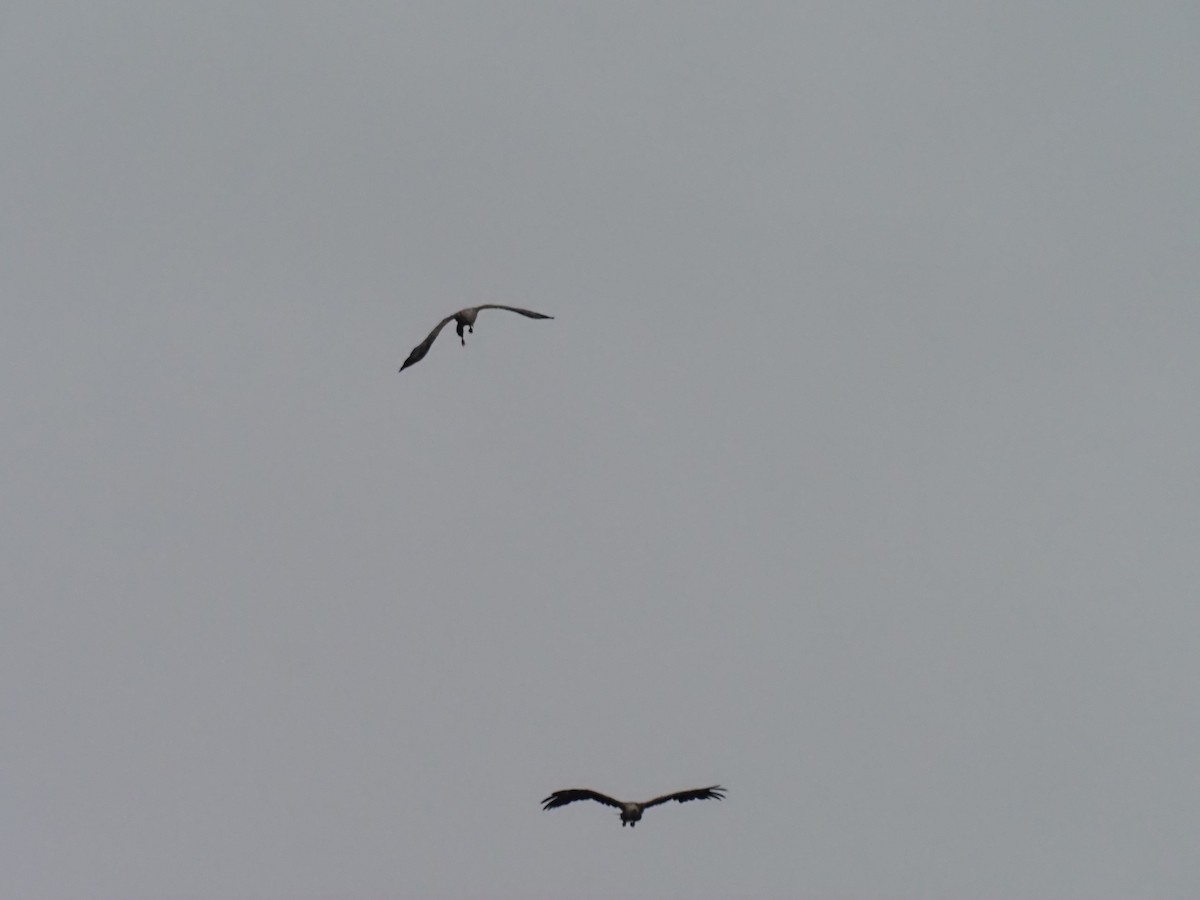 White-tailed Eagle - ML638446118