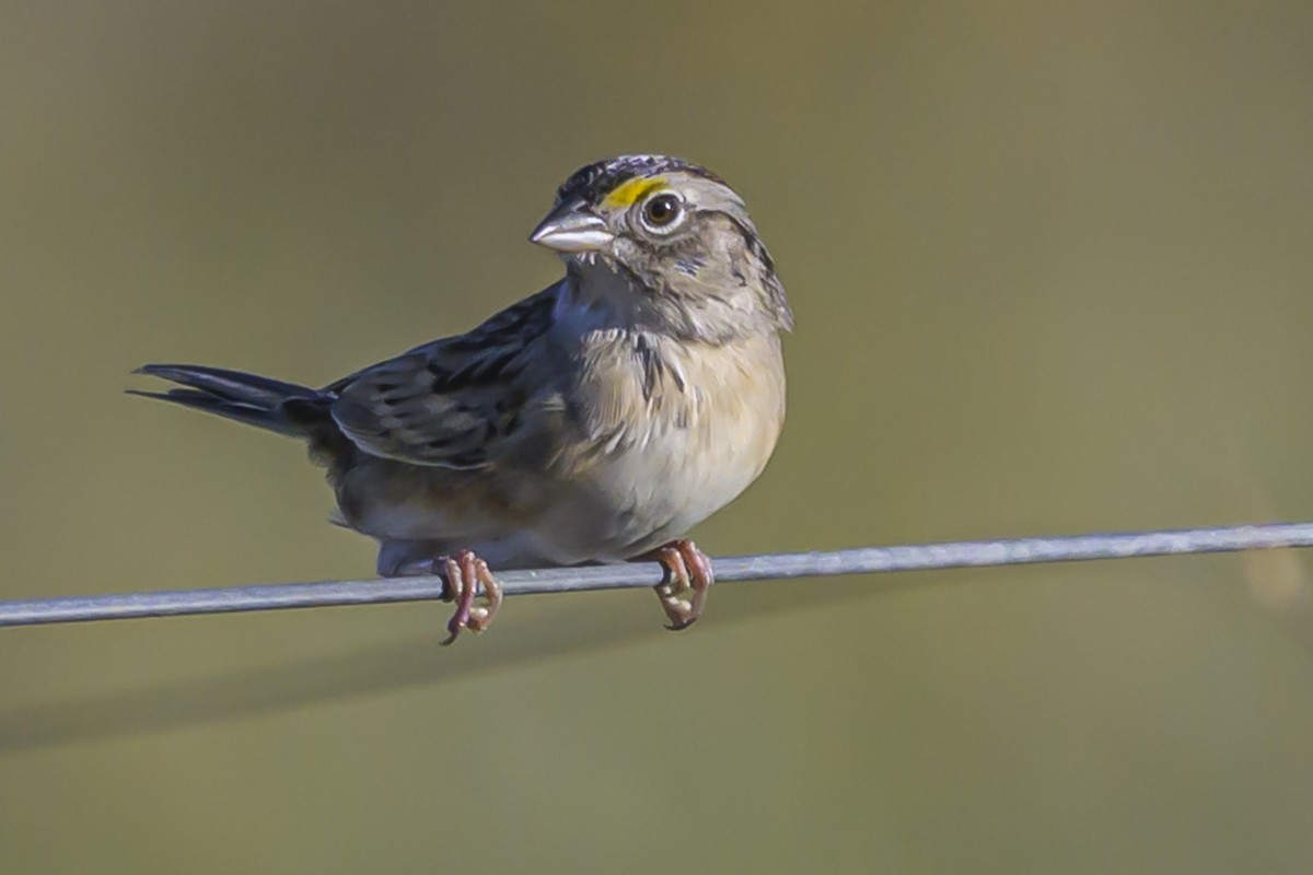 Grassland Sparrow - ML638446119