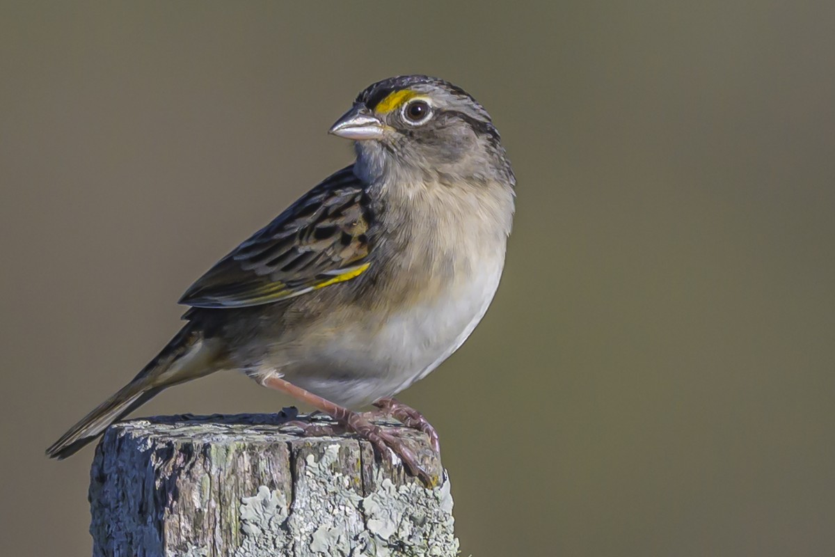 Grassland Sparrow - ML638446143