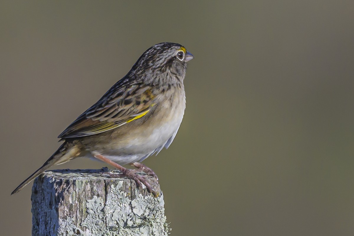Grassland Sparrow - ML638446150