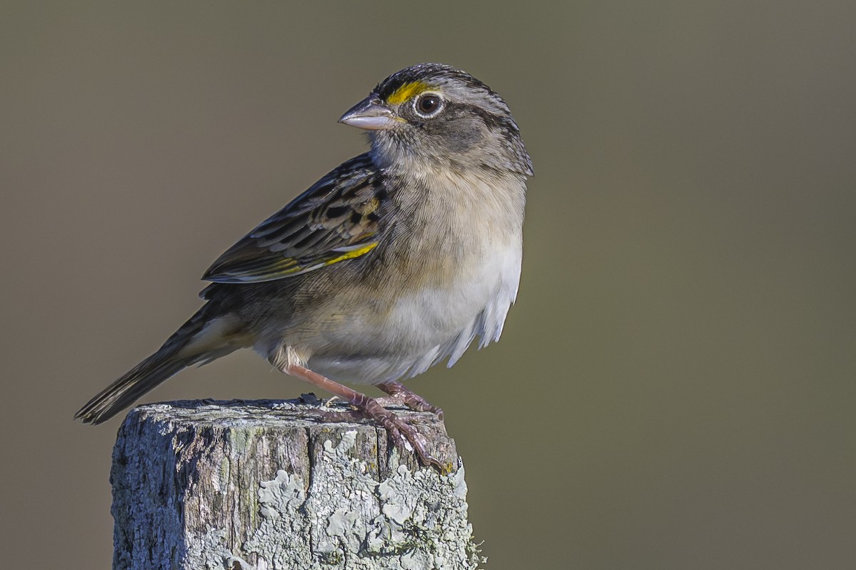 Grassland Sparrow - ML638446153