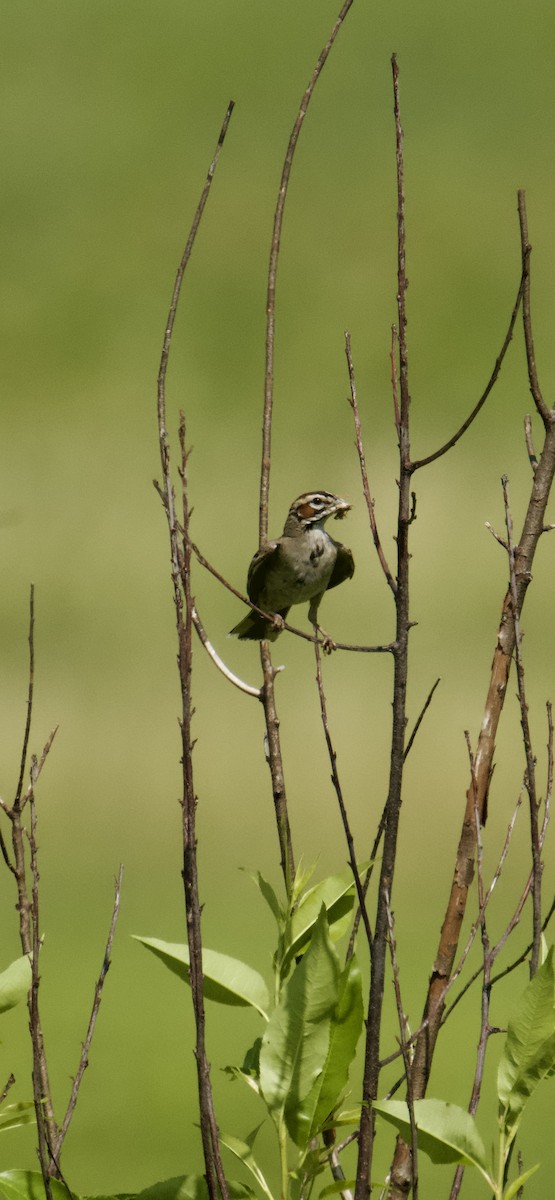 Lark Sparrow - ML638446157