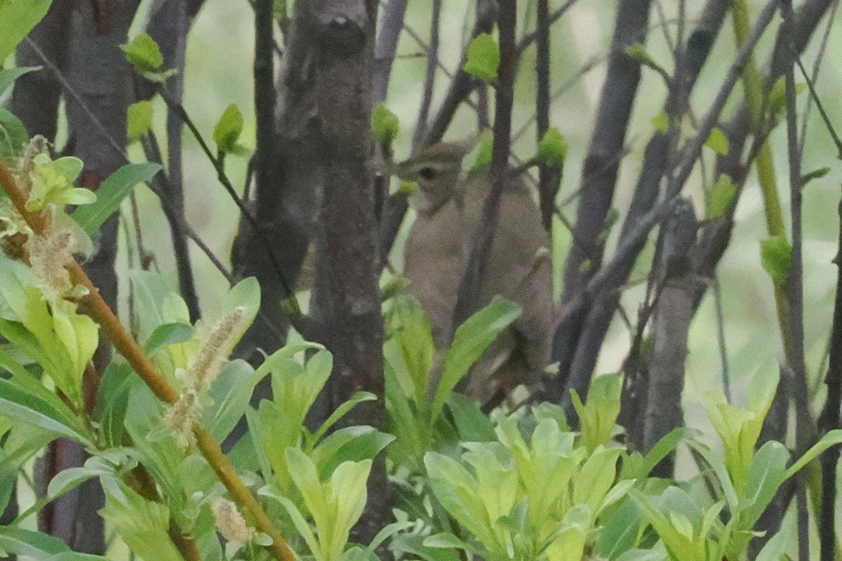 Chinese Bush Warbler - ML638446188