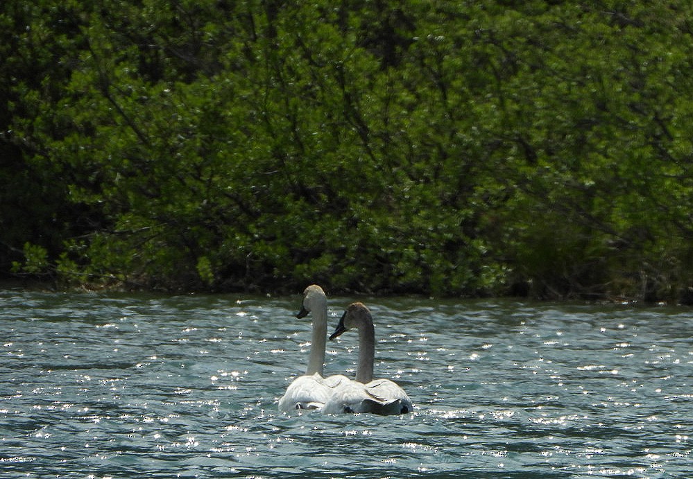 Trumpeter Swan - ML638446236