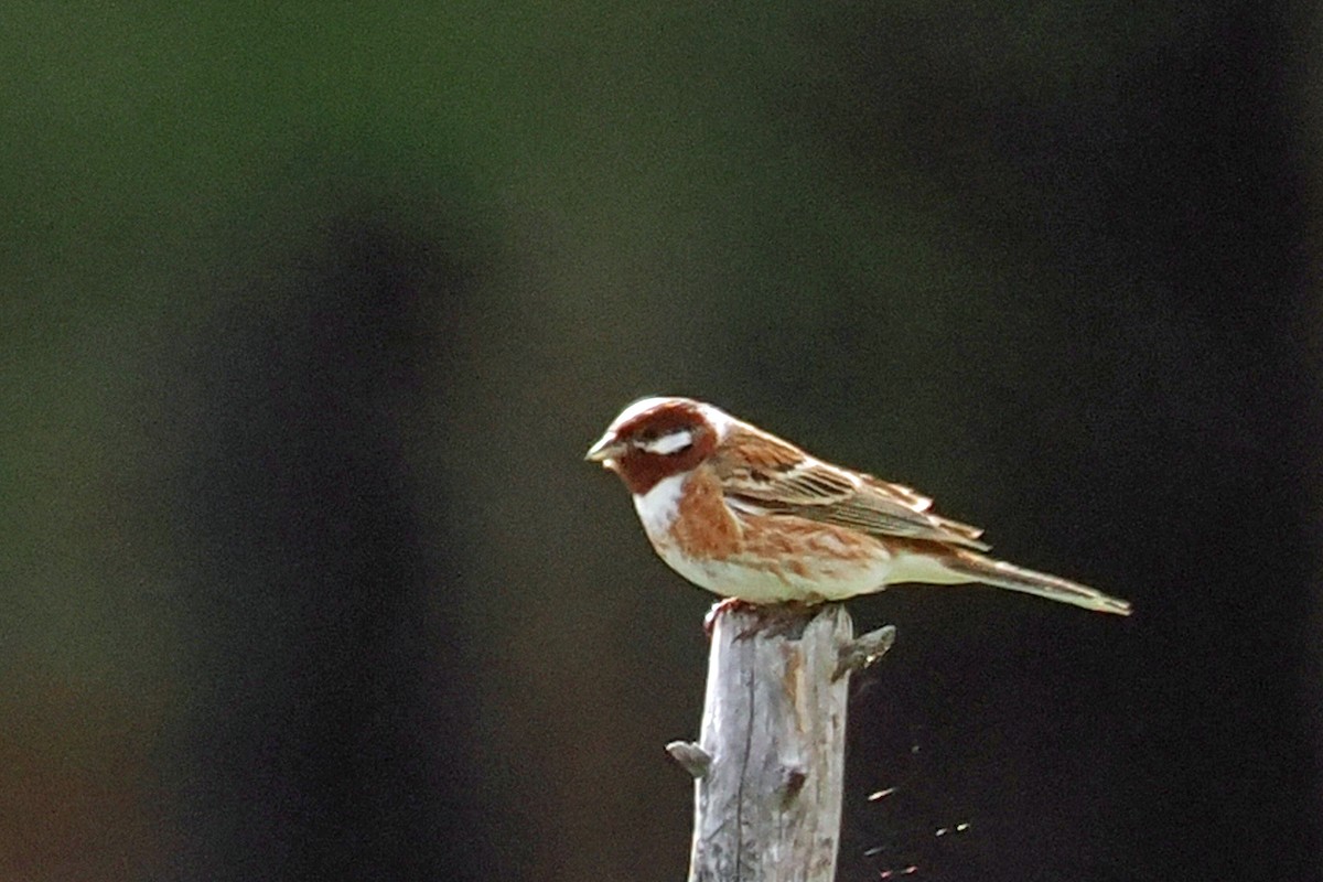 Pine Bunting - ML638446259