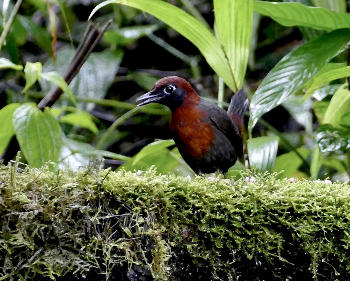 Rufous-breasted Antthrush - ML638446309