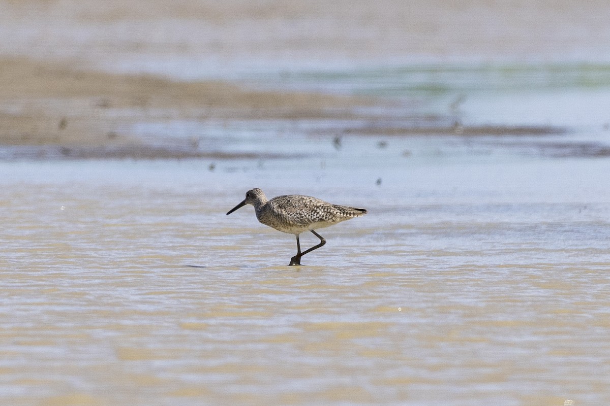 Willet - ML638446346