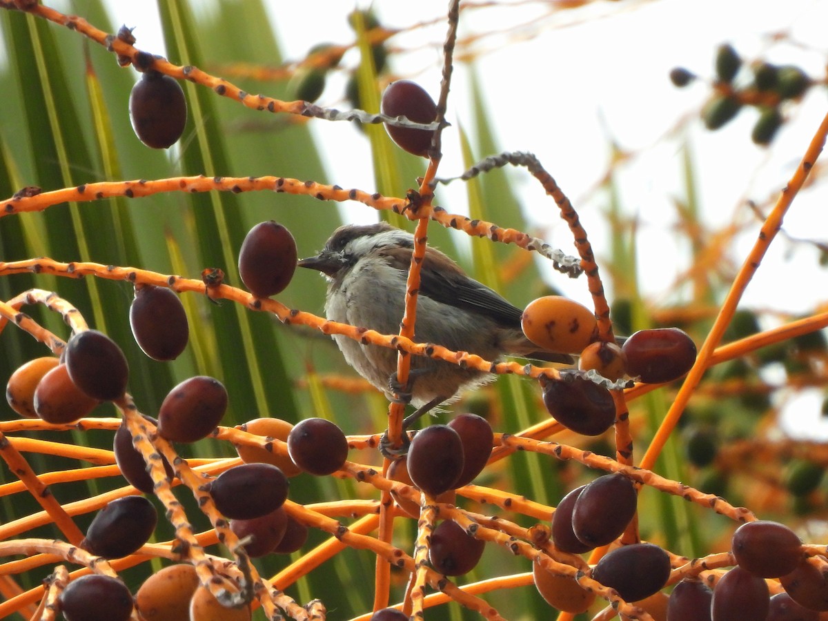 Chestnut-backed Chickadee - ML638446437