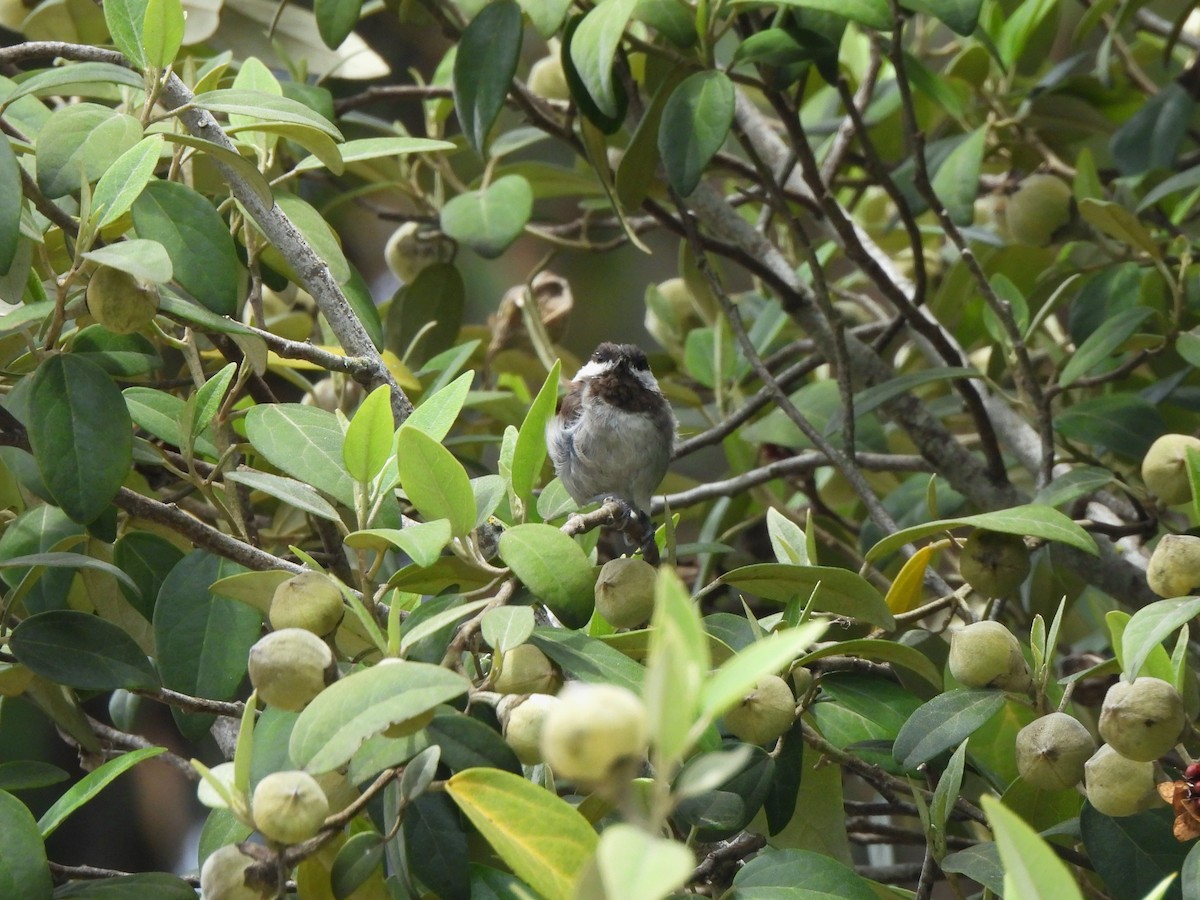 Chestnut-backed Chickadee - ML638446438