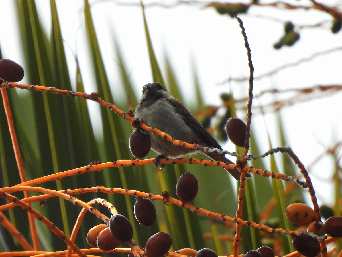 Chestnut-backed Chickadee - ML638446439